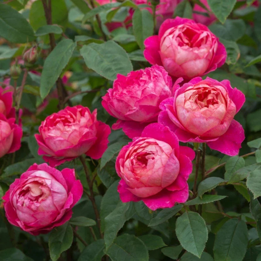benjamin britten flower seeds