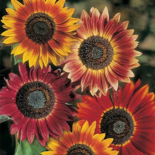 evening sun flower seeds