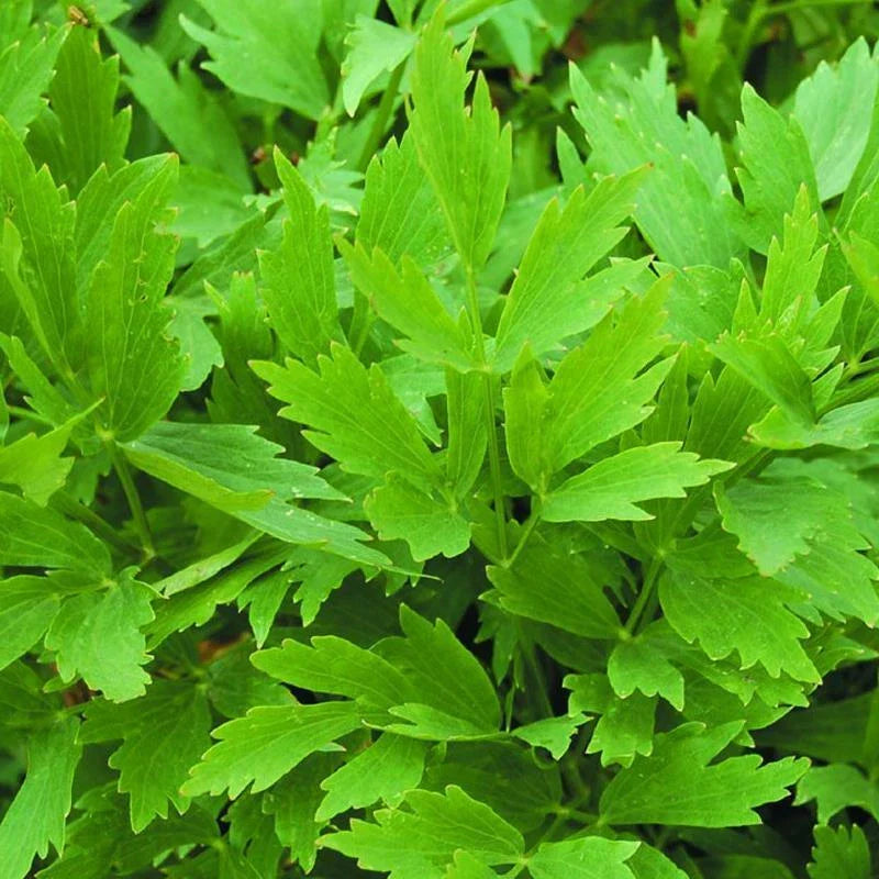 lovage common flower seeds