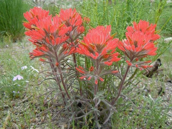 castilleja chromosa flower seeds