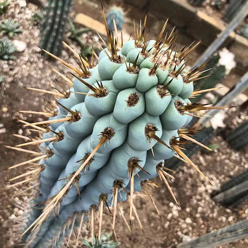 blue cereus flower seeds