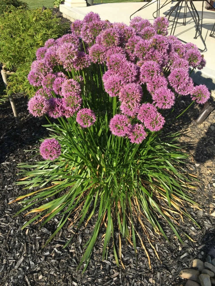 ornamental onion flower seeds