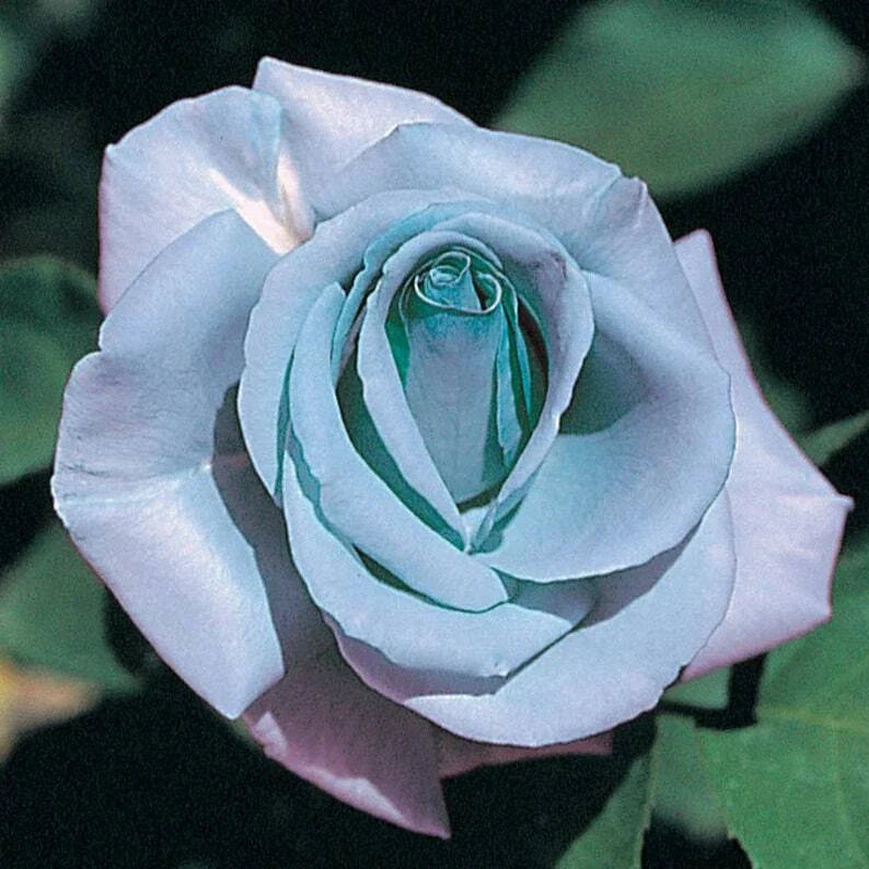 blue rose flower seeds