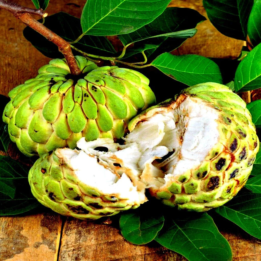 sugar apple flower seeds
