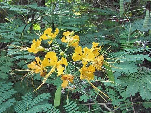 yellow caesalpinia flower seeds