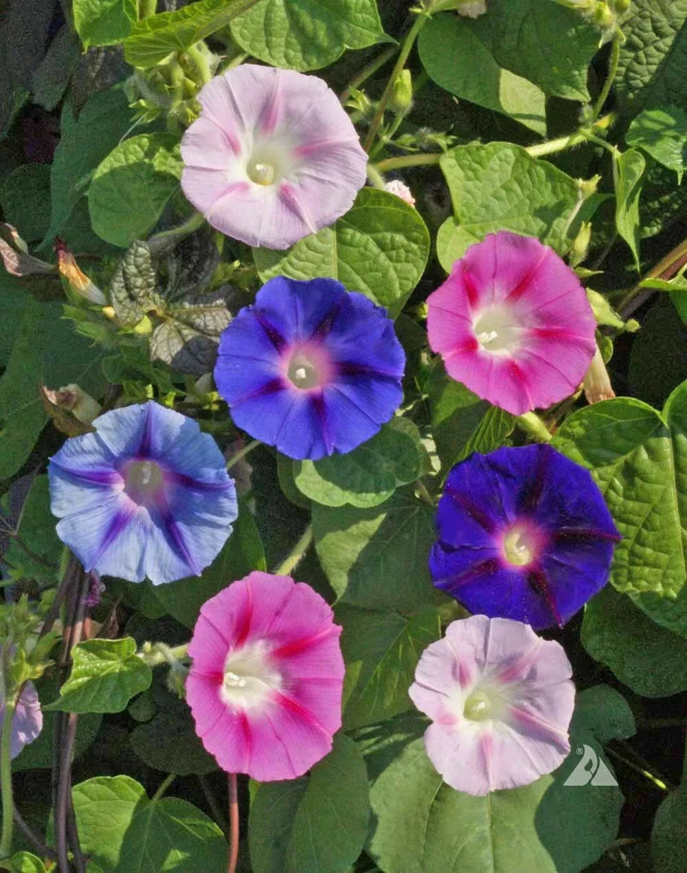 landscaper s flower seeds