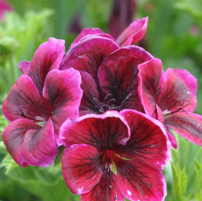 geranium magenta flower seeds