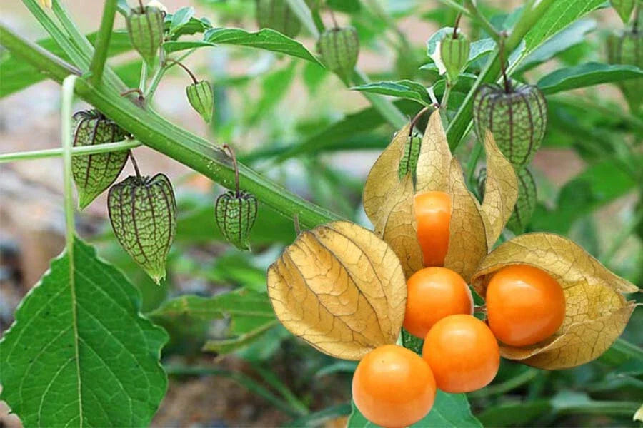 ground cherry flower seeds