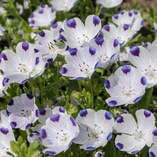 five spot flower seeds