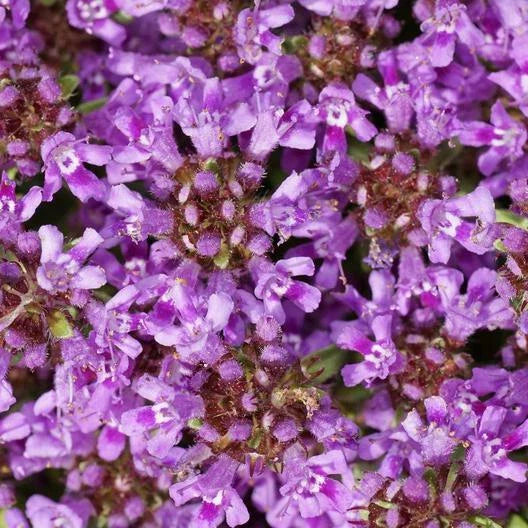purple creeping flower seeds
