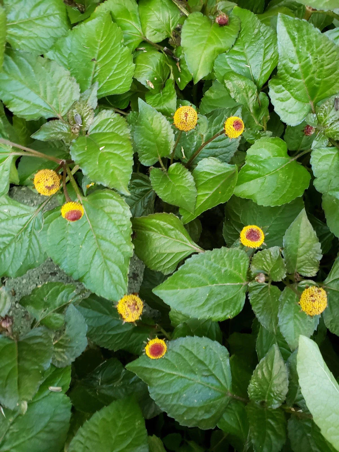 bullseye toothache flower seeds