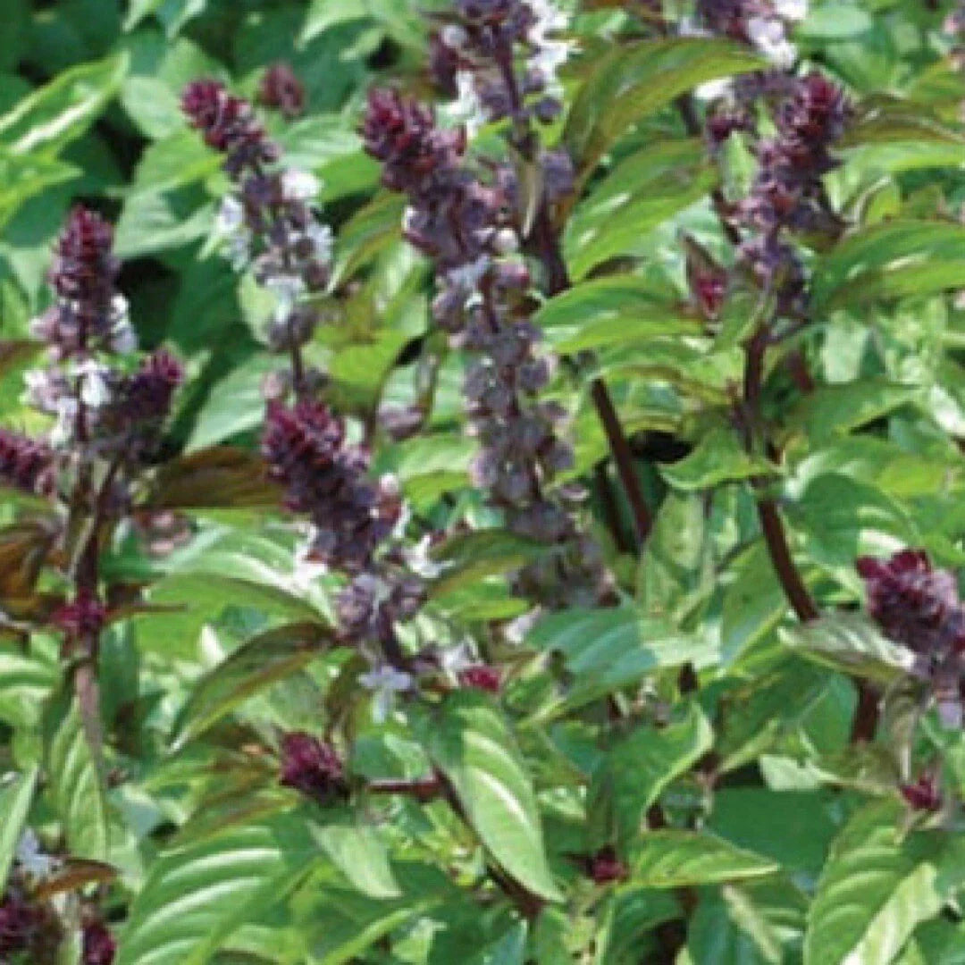 basil cinnamon flower seeds