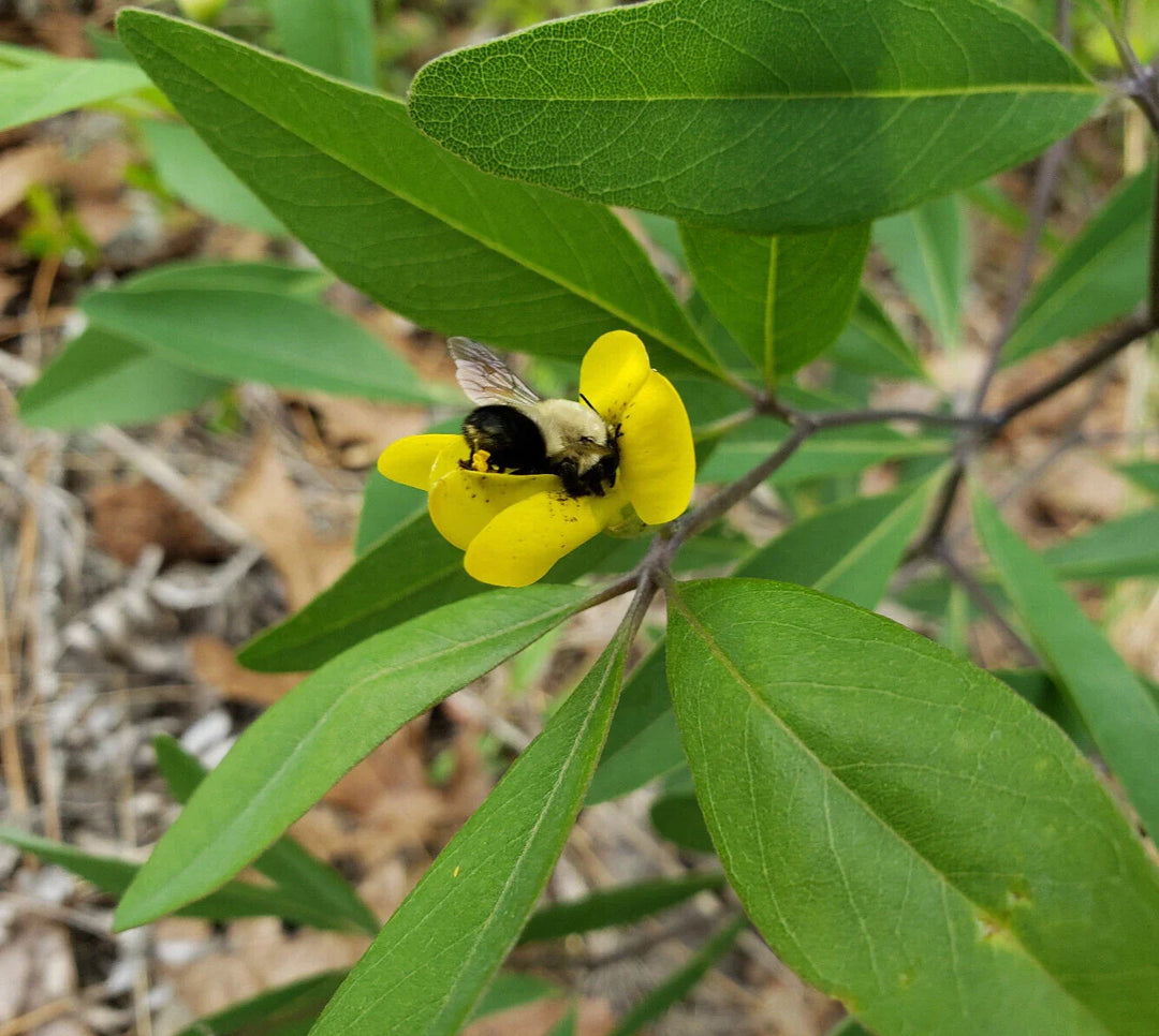 gopherweed baptisia flower seeds