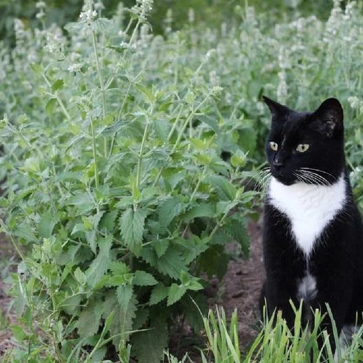 catnip perennial flower seeds