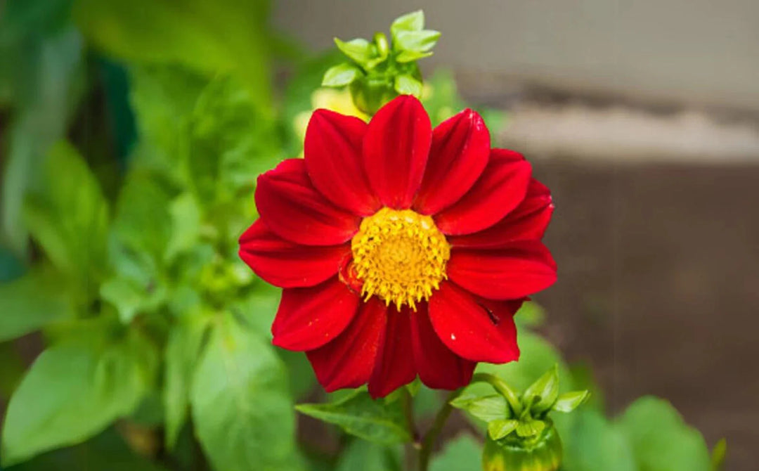 red baby flower seeds