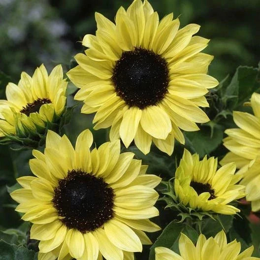 yellow sunflower flower seeds