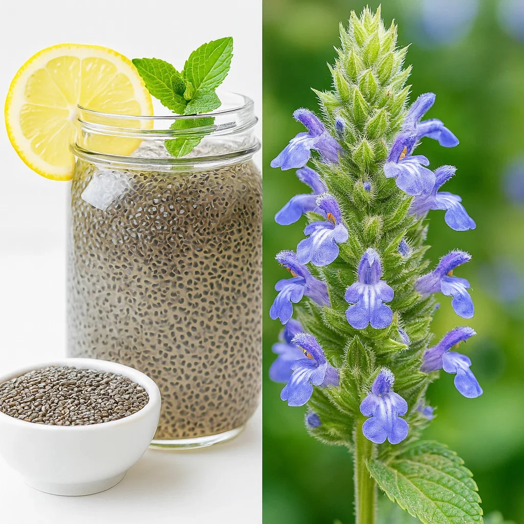 chia salvia flower seeds