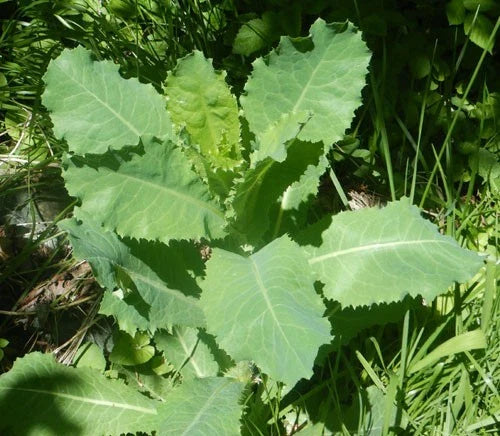 wild lettuce flower seeds