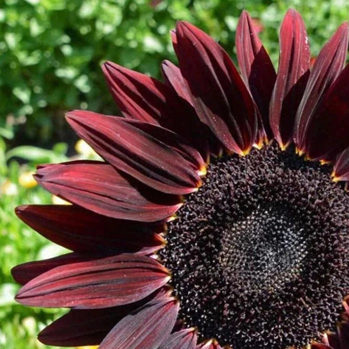 chocolate cherry flower seeds