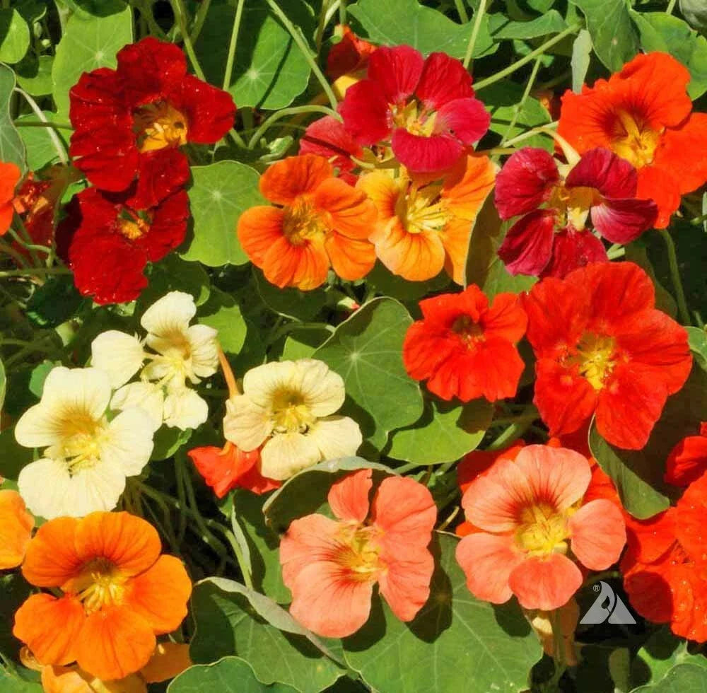 red orange flower seeds