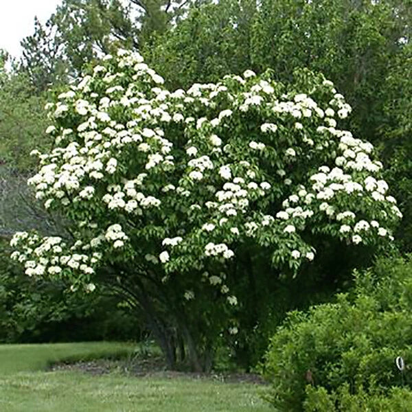 nannyberry viburnum flower seeds