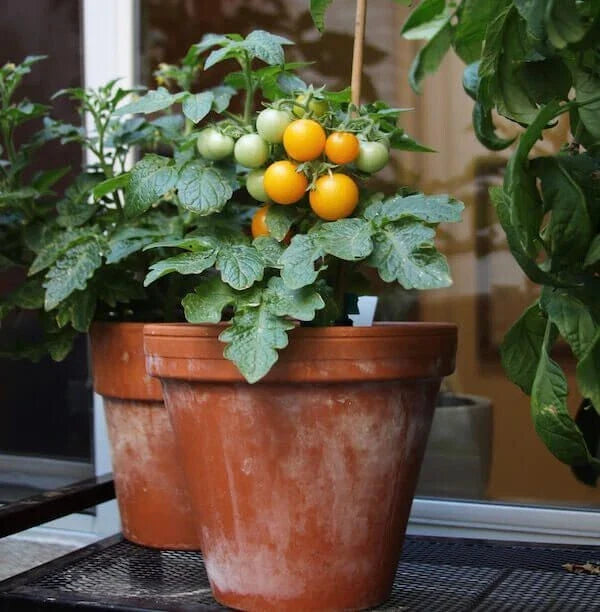 orange yellow flower seeds
