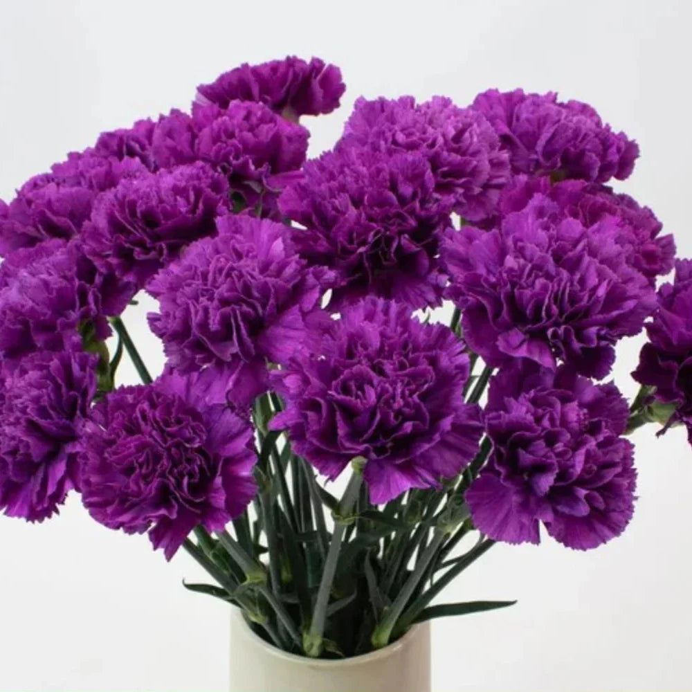 purple carnations flower seeds