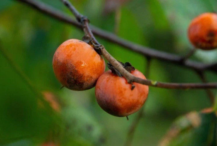 persimmon tree flower seeds