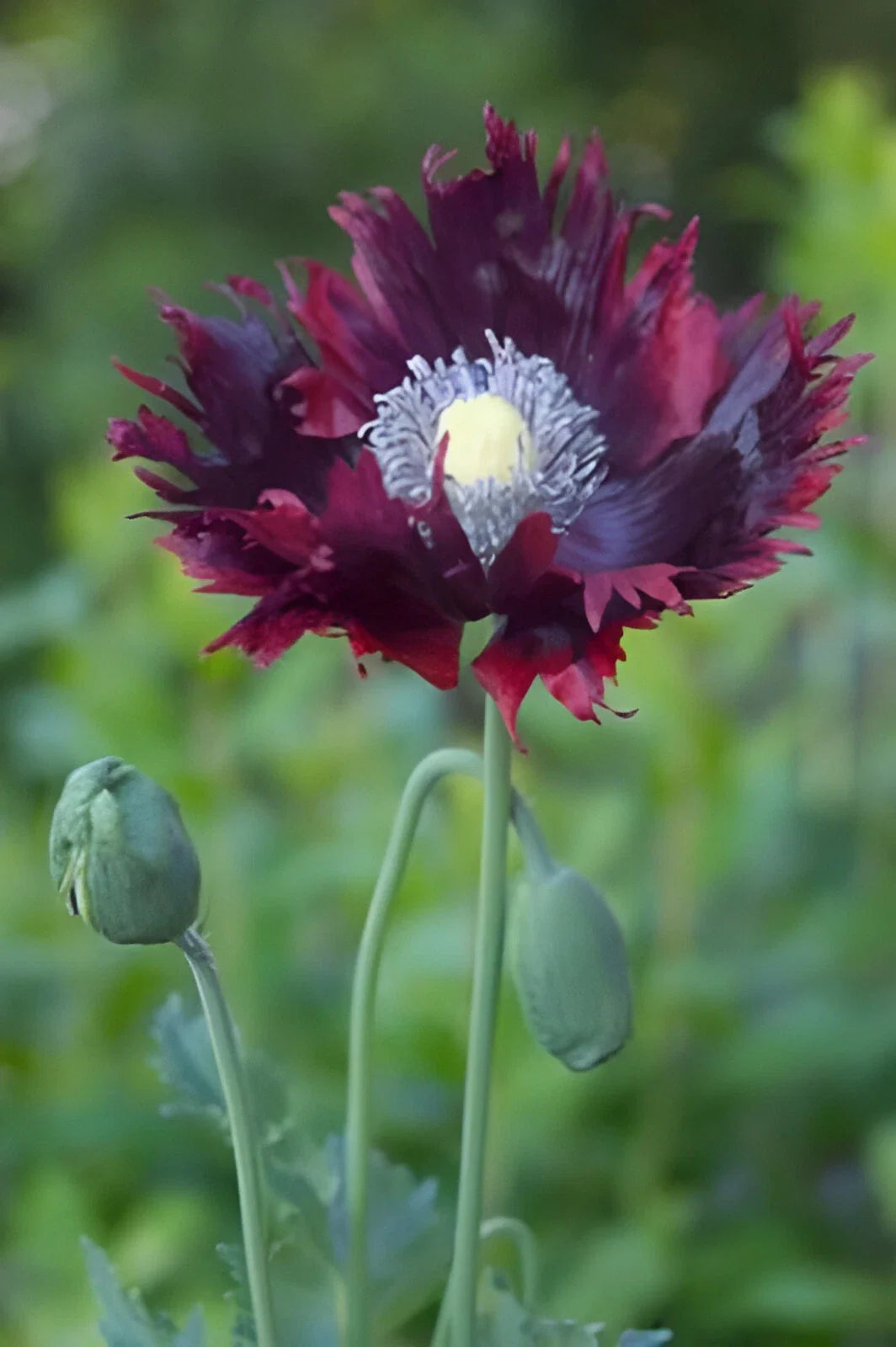 purple purple flower seeds