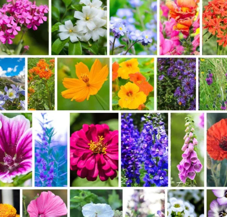 wildflower hummingbird flower seeds