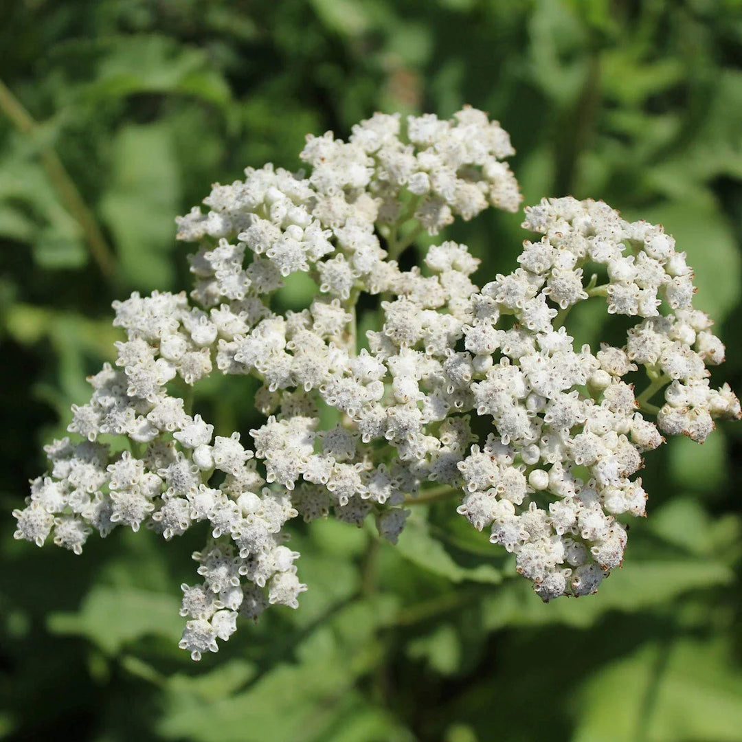 wild quinine flower seeds