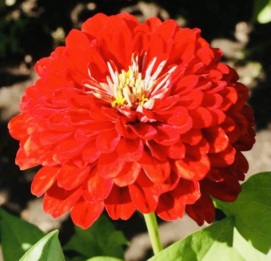 bogo off flower seeds