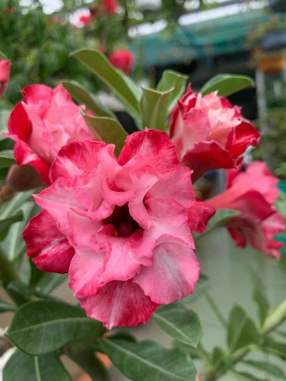 red white flower seeds