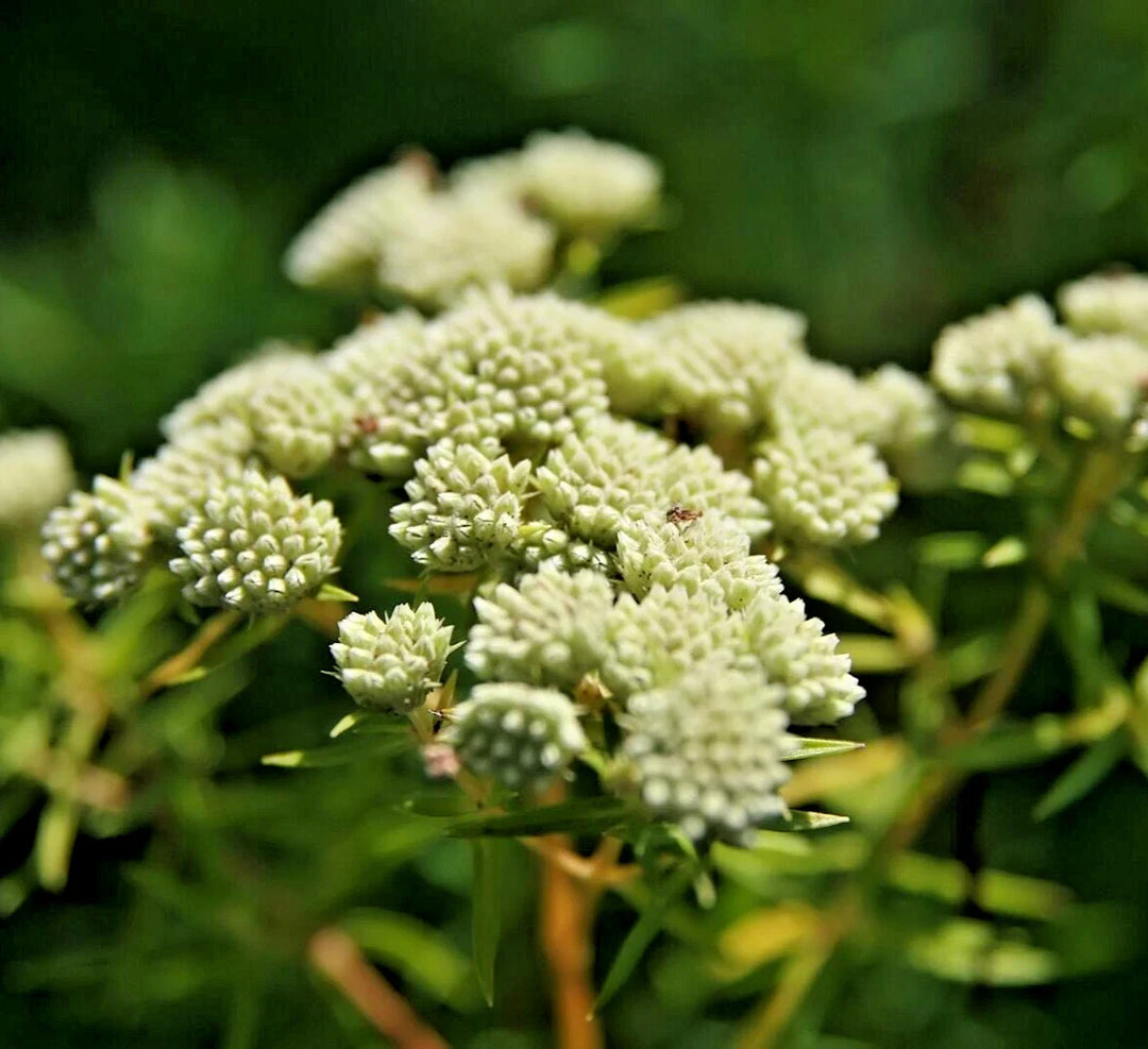 asclepias verticillata flower seeds