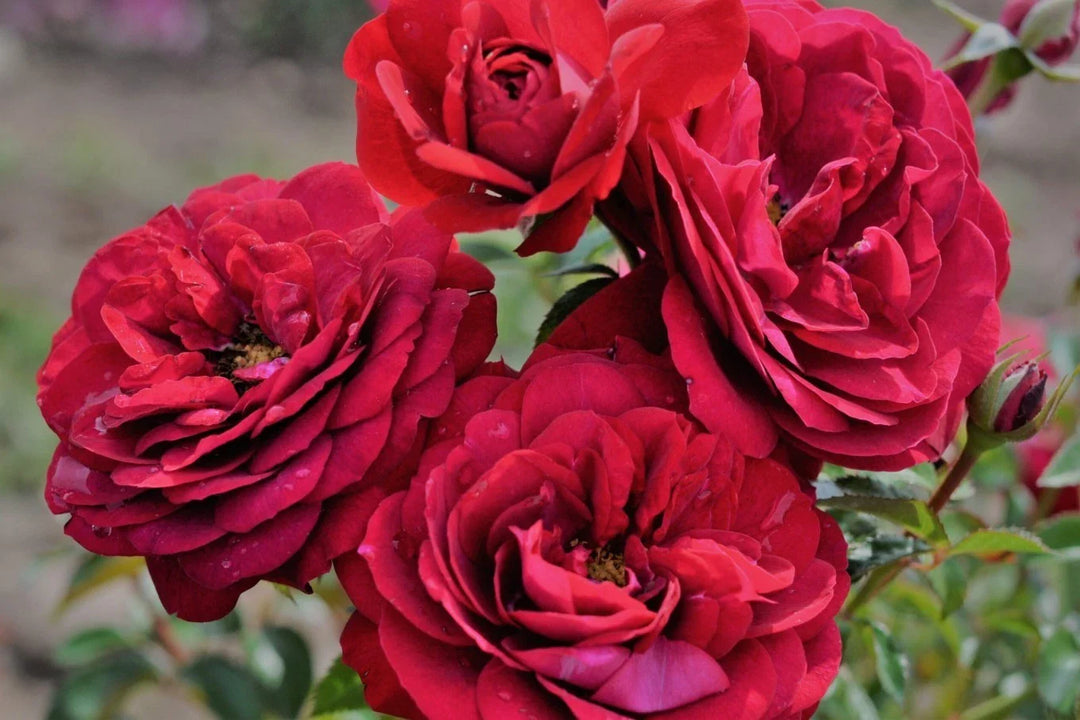 red cityscape flower seeds