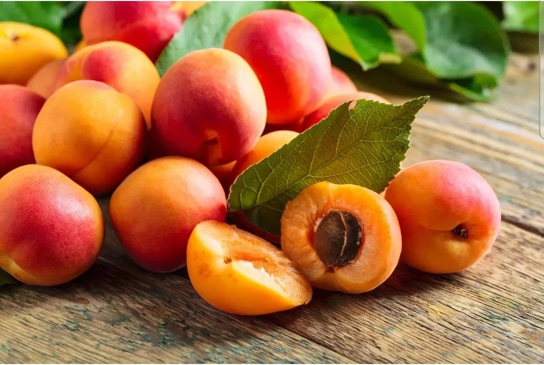 american plum flower seeds