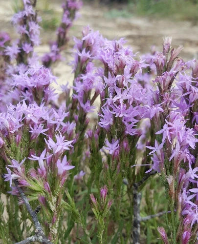 chapman s flower seeds