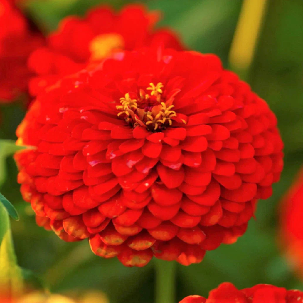 red cherry flower seeds