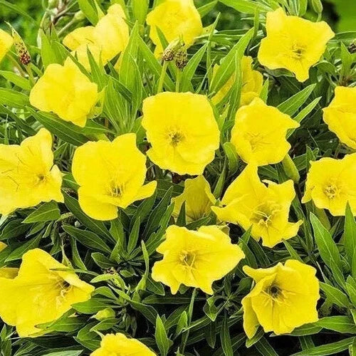 yellow missouri flower seeds