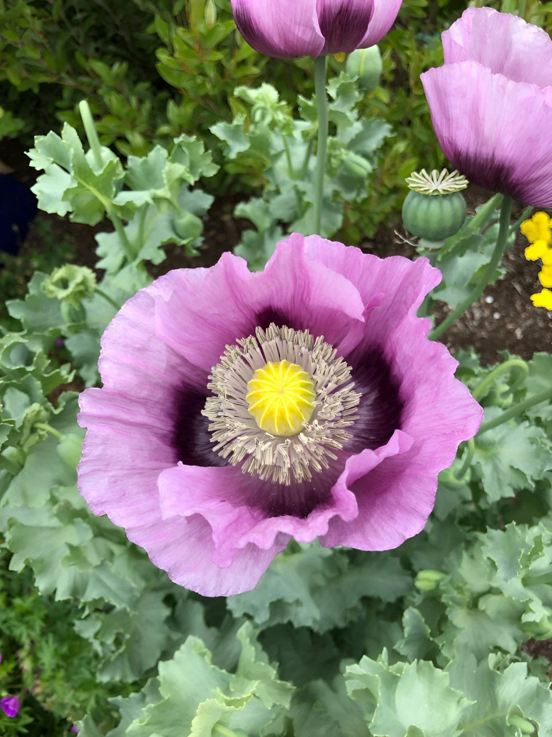 turkish pap flower seeds