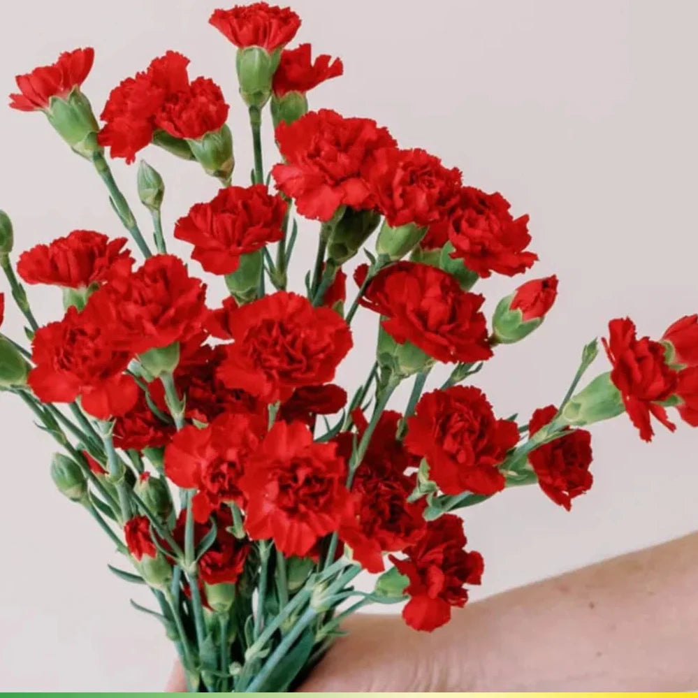 red mini flower seeds