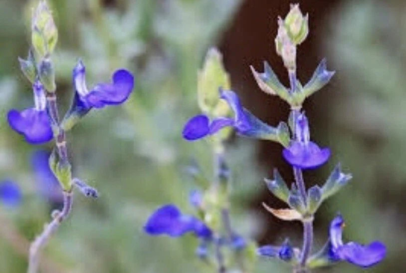 blue germander flower seeds