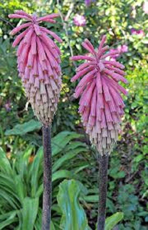 pink south flower seeds