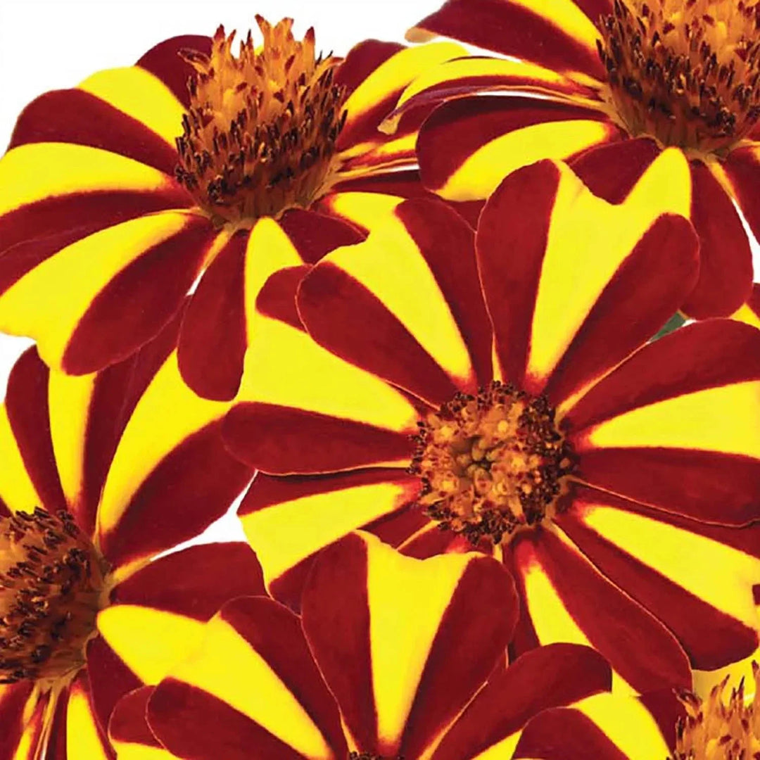 marygold jolly flower seeds