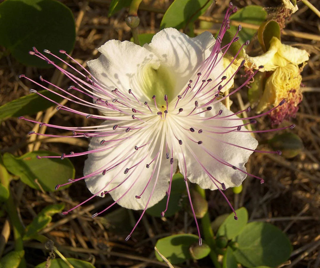 caper bush flower seeds
