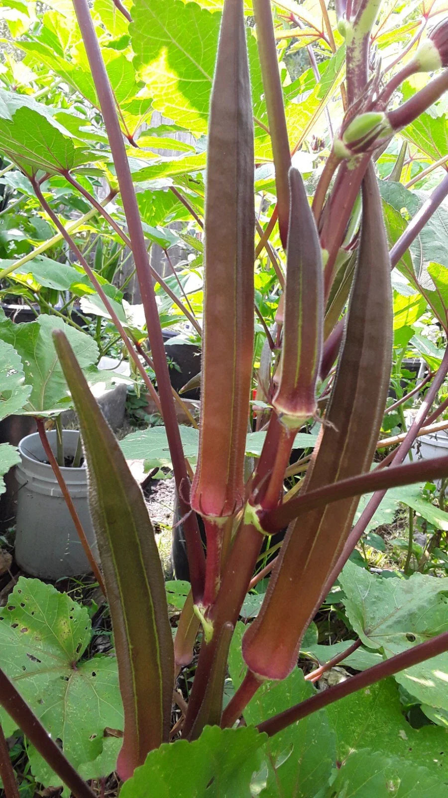 red burgundy flower seeds