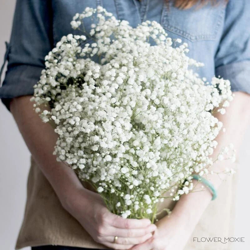 perennial baby flower seeds