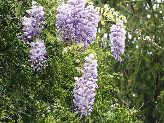 wisteria frutescens flower seeds