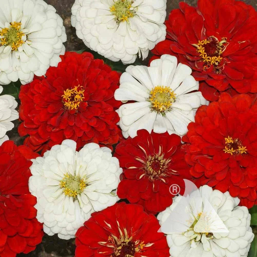 red white flower seeds