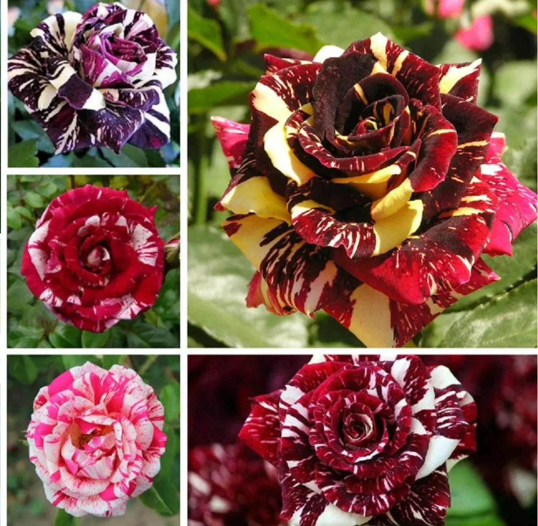 mix perennial flower seeds